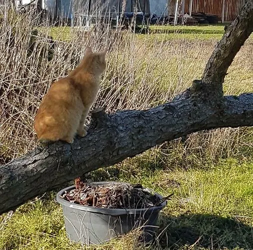 Beim Saalerbodden 公寓 Bartelshagen (Vorpommern-Rugen)